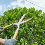 شركة ازالة الاشجار قص وازالة الاشجار