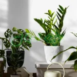 الأول لتنسيق الحدائق أفضل شركة تنسيق حدائق بالرياض0564294127