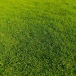 الأول لتنسيق الحدائق أفضل شركة تنسيق حدائق بالرياض0564294127