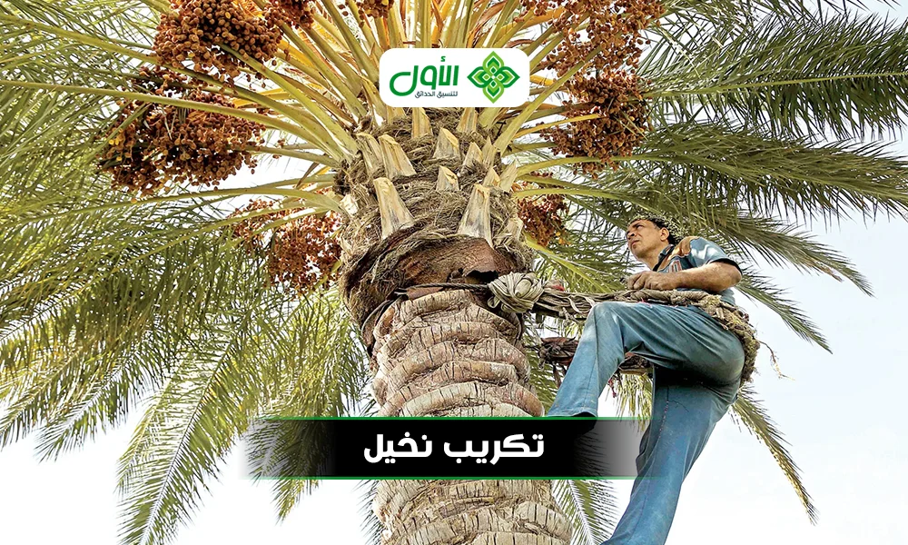 تكريب نخيل