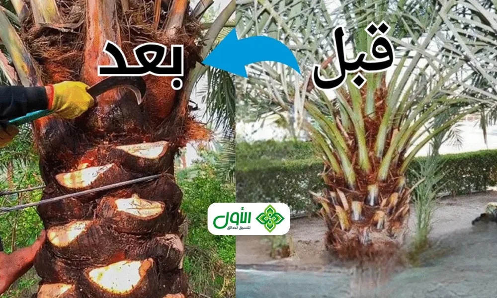 تكريب نخيل
