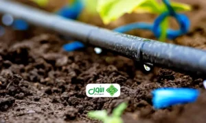 ري بالتنقيط