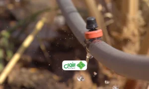 ري بالتنقيط