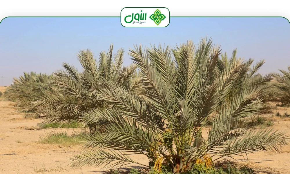 الأول لتنسيق الحدائق أفضل شركة تنسيق حدائق بالرياض0564294127 نقل النخيل